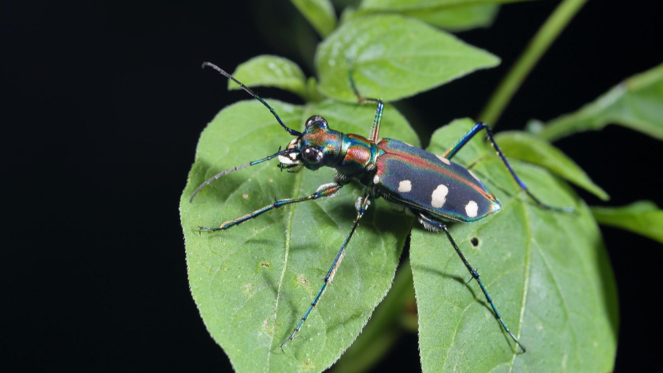 How many insects are there in Guangdong? 12,093 species revealed!