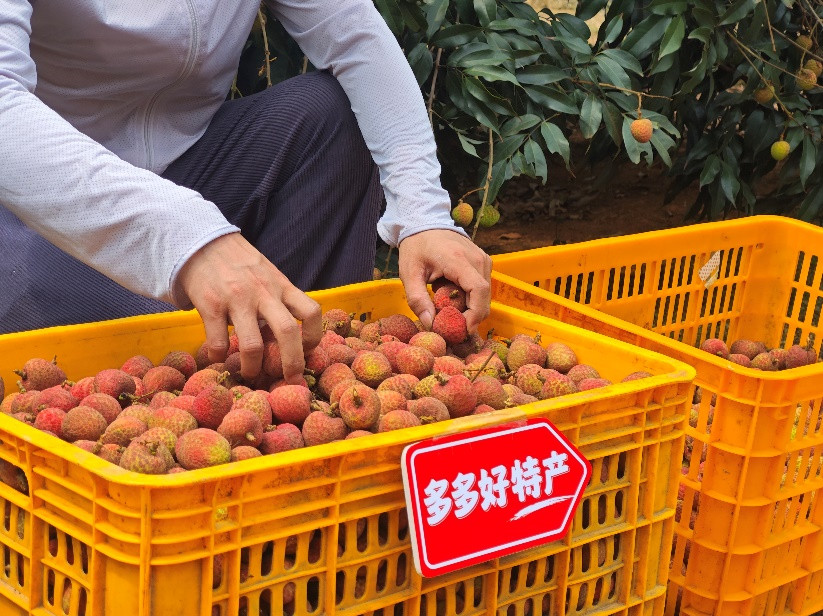 “2025多多好特产”专项深入数十个农产区，助力各地农户增产增收。（陈振豪 摄）