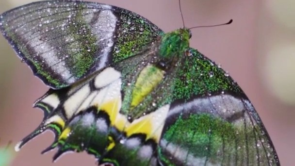 Rare butterfly species observed in Guangdong, China