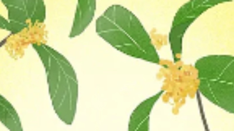三江之韵丨桂花茶香里的母爱