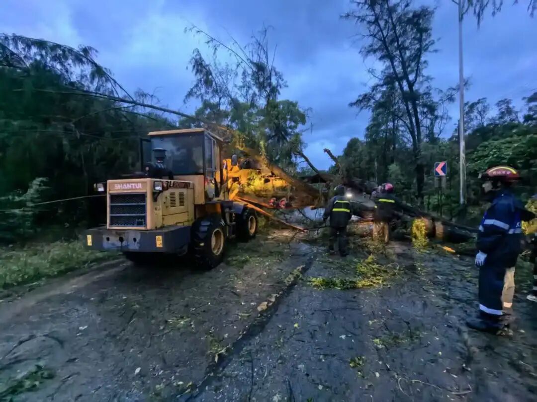 台山市整理倒伏树木.jpg