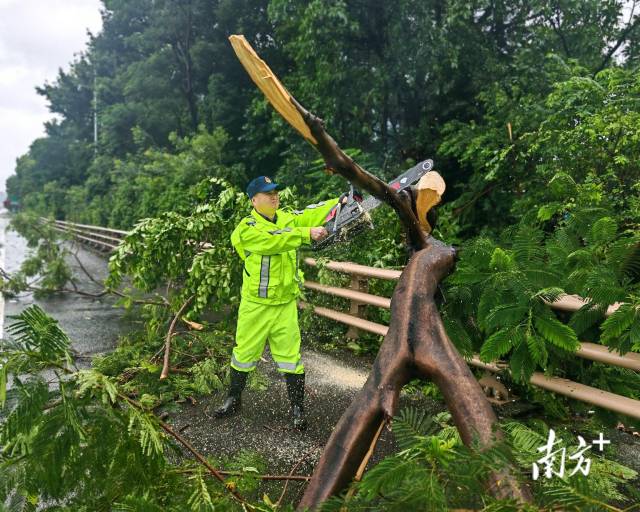 广深高速路政员清理倒伏树木。南方+记者 石磊 摄 广深高速路政员清理倒伏树木。南方+记者 石磊 摄