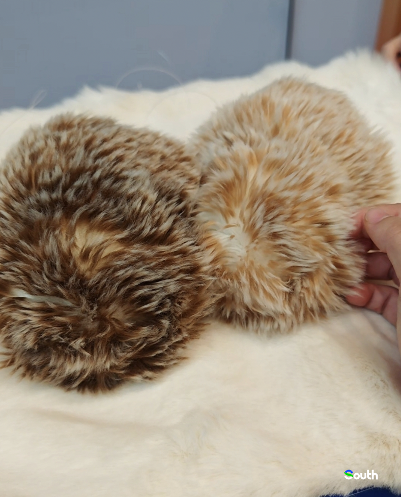 Fluffy AI Pets Lito 南方+ 马艺天 拍摄