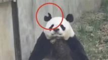 熊猫阿宝耳朵被咬成V形,园方回应 熊猫阿宝耳朵被咬成V形,园方回应