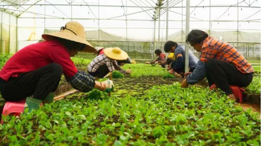 Yunfu's TCM Industry tops 10 billion yuan in total output value