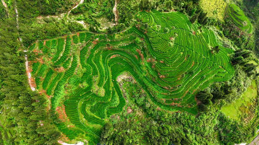 China's foreign trade volume of tea grows in 2024