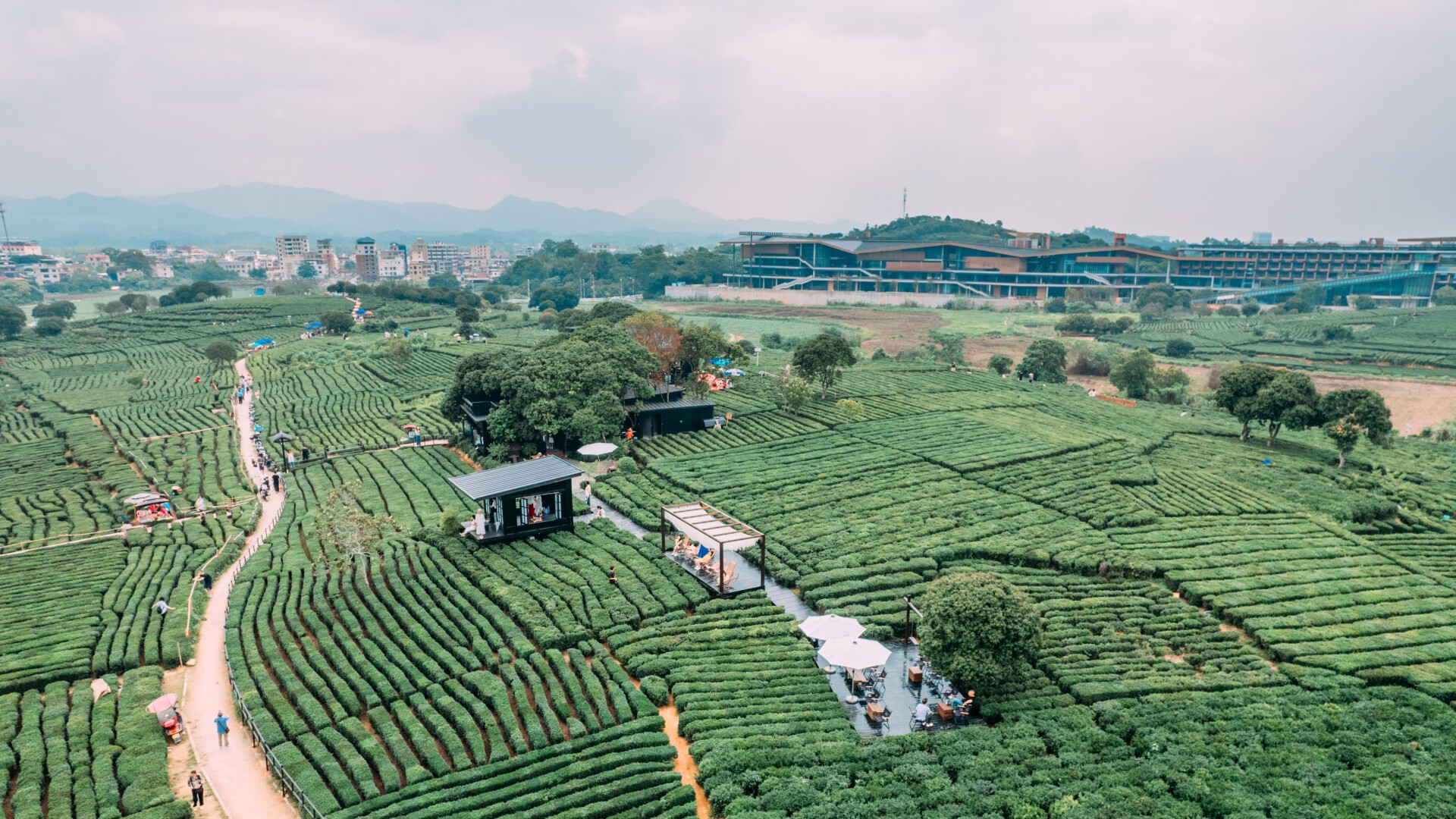 Rural cafe in Huizhou's tea garden becomes a check-in site
