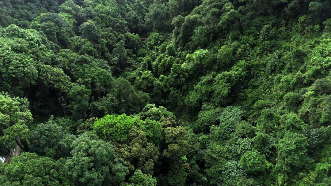 鼎湖山森林