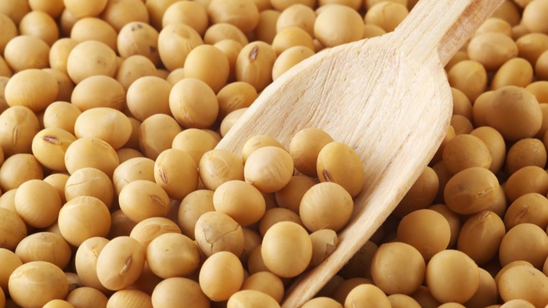 耐盐碱大豆新品系“国创豆78”亩产超369公斤实现高产