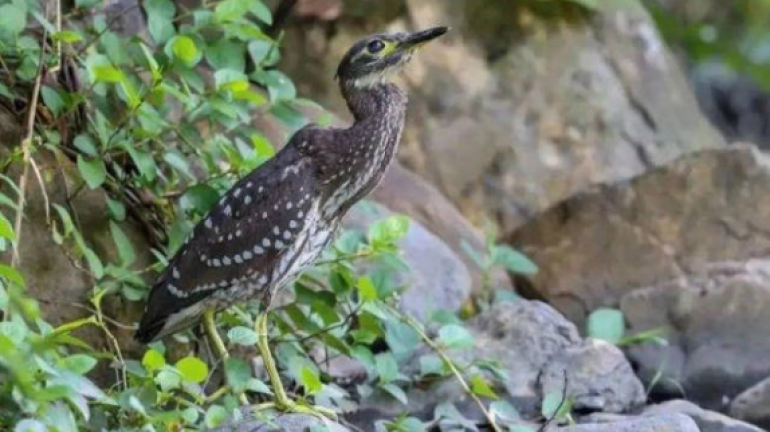 Endangered white-eared night heron spotted in Guangzhou Shimen National Forest Park