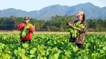 连州陆河封开龙川丰顺揭西……15个县出招消薄! 连州陆河封开龙川丰顺揭西……15个县出招消薄!