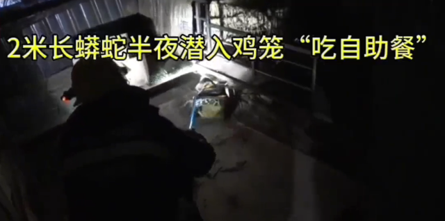 广东一2米长蟒蛇半夜潜入鸡笼“吃自助餐”，被当场抓获