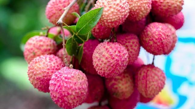 “百荔争艳”拓市场，广东各地如何打出差异化名片？
