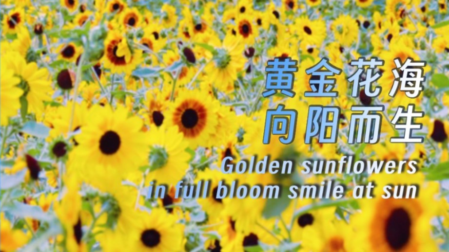 Golden sunflowers in full bloom smile at sun