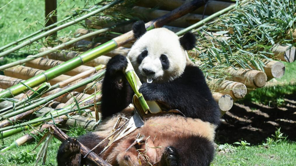 New giant panda couple makes debut in Spain