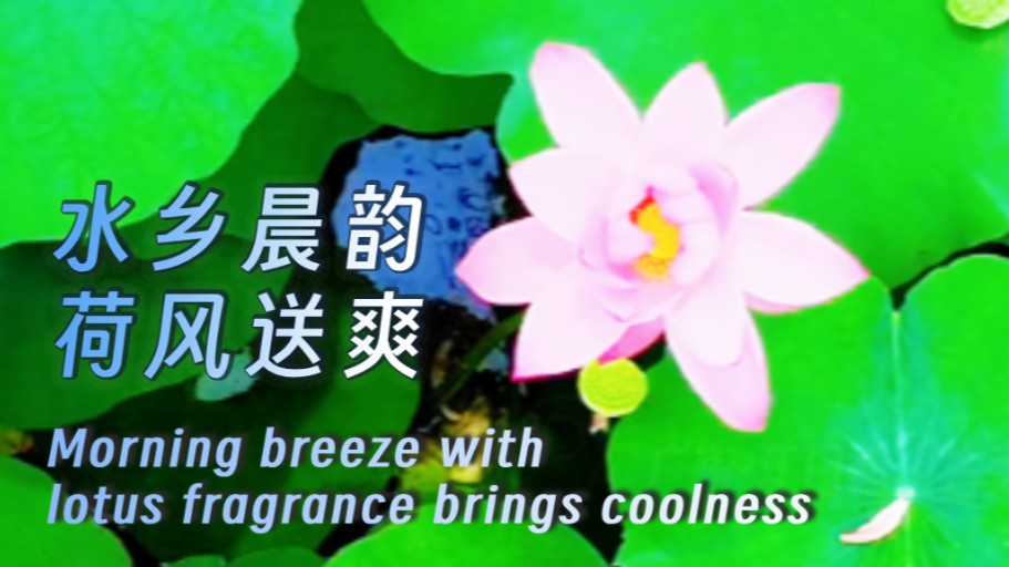 Morning breeze with lotus fragrance brings coolness