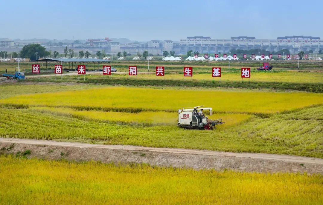 黄布村整合土地资源，发展农业项目。通讯员供图