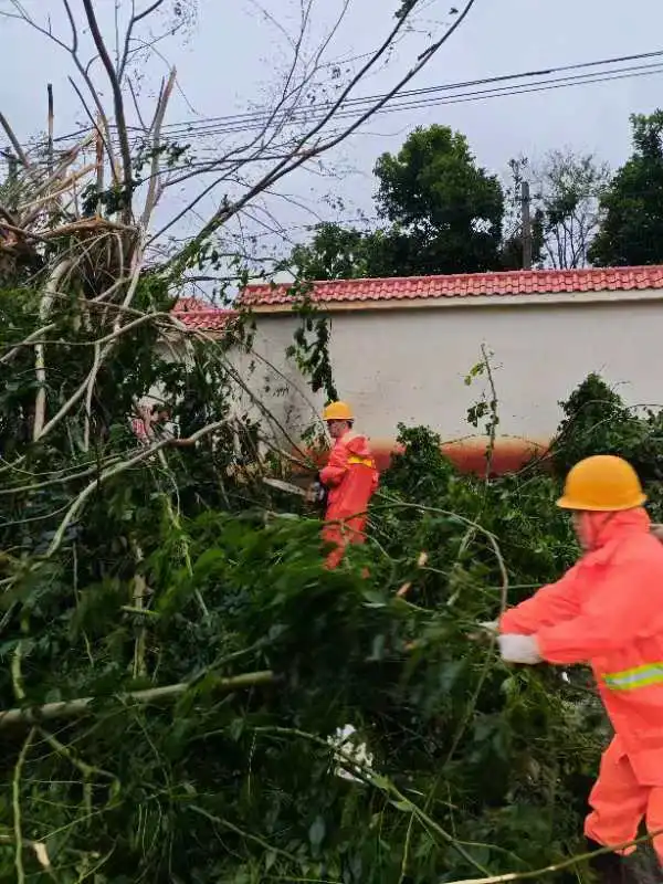 △湛江市交通运输部门清理下桥至英利路段倒伏的树木。