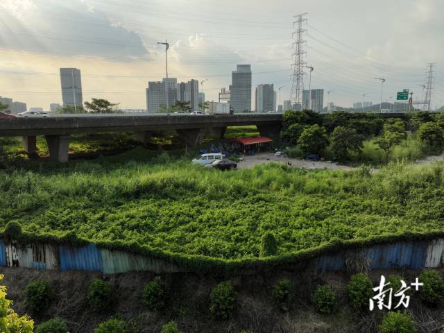 东新高速高架桥下私宰点极为隐蔽。