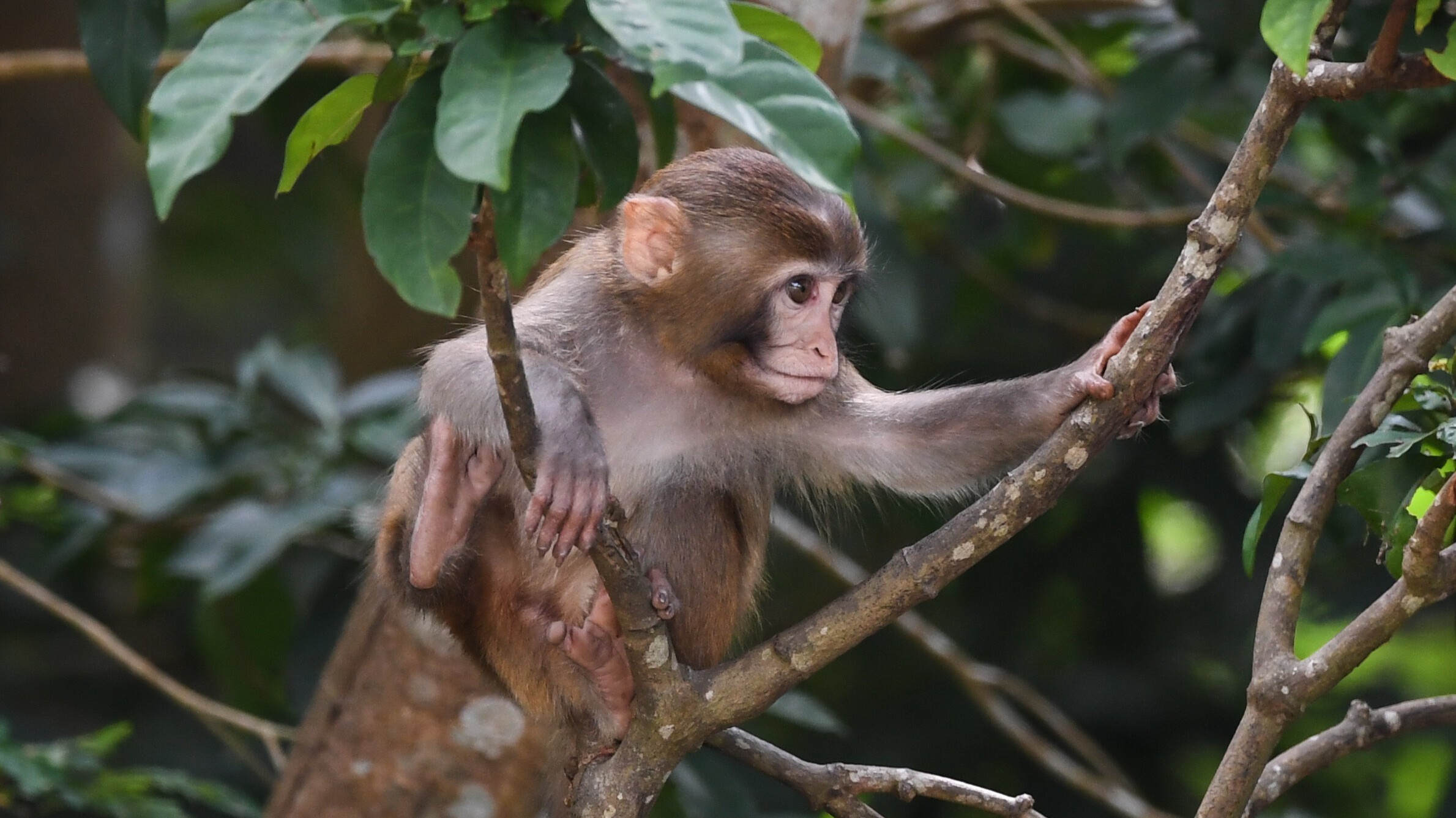 加強(qiáng)野生動物保護(hù) 促進(jìn)人與自然和諧共生