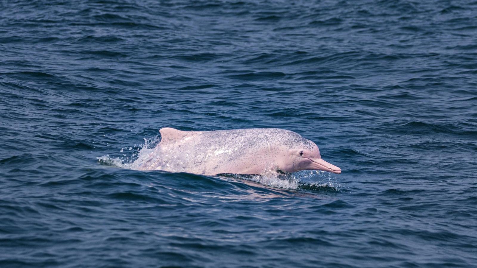 Zhuhai establishes Chinese white dolphin as official city mascot