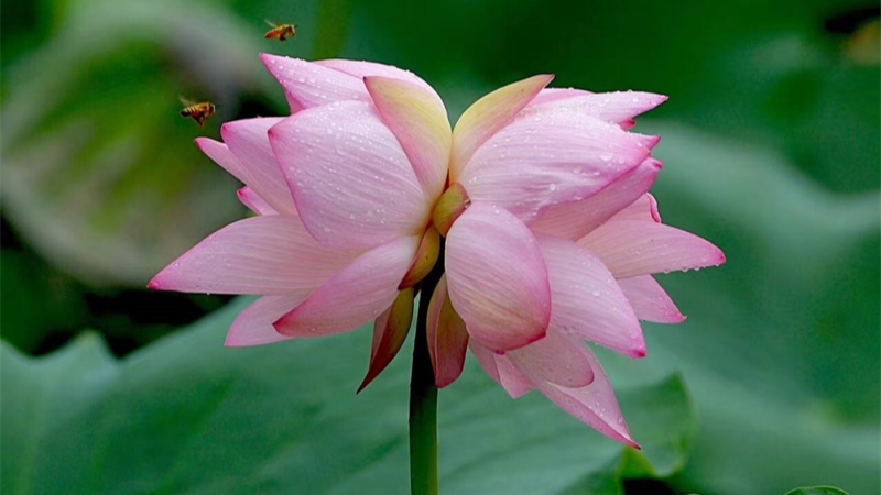 Lancement de l’Appréciation des fleurs de lotus 2024 à Shenzhen