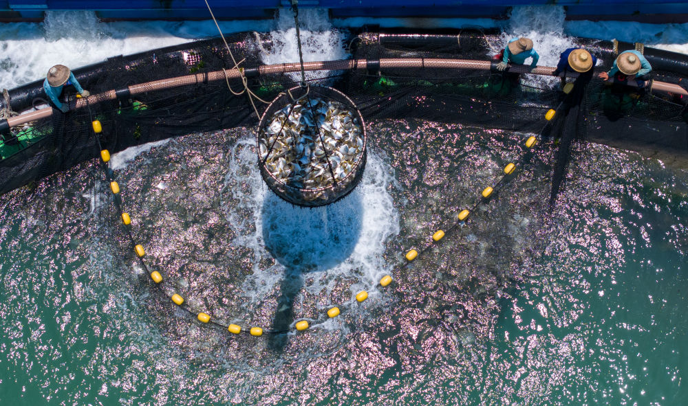　　5月27日，在湛江徐闻西连镇，渔业工人从深海网箱中打捞金鲳鱼（无人机照片）。新华社记者 毛思倩 摄