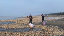 汕尾海滩现密密麻麻“生蚝带” 官方:尽量别吃 汕尾海滩现密密麻麻“生蚝带” 官方:尽量别吃
