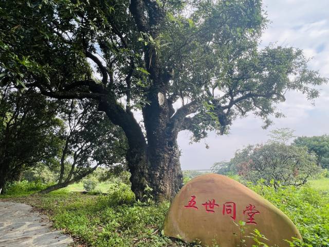 经鉴定，位于禄段古荔园的荔枝树“五世同堂”已有1936岁，种于东汉，被认为是我国现存最古老的荔枝树。黎祖瑜 摄 