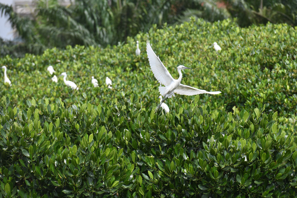 鸟类在湛江市区海边的红树林栖息（5月25日摄）。新华社记者 梁旭 摄