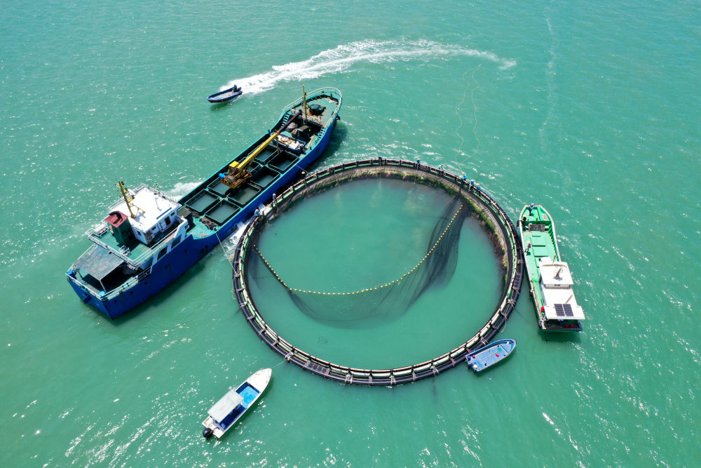 　　5月27日，在湛江市徐闻县西连镇，渔业工人在深海网箱拉网收获金鲳鱼（无人机照片）。新华社记者 梁旭 摄