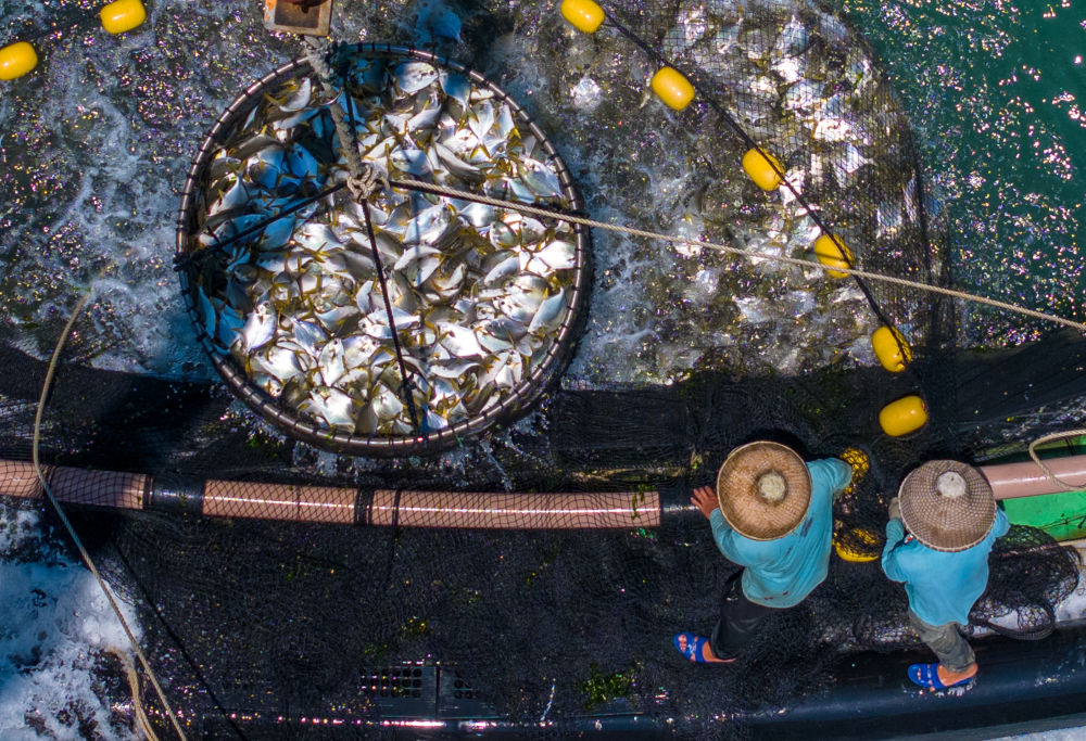 　　在湛江徐闻西连镇，渔业工人从深海网箱中打捞金鲳鱼（5月27日摄，无人机照片）。新华社记者 毛思倩 摄