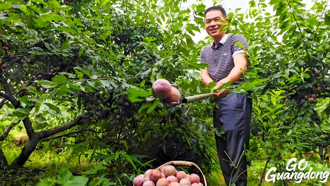 Xinyi City: Plum industry "sweetens" rural life