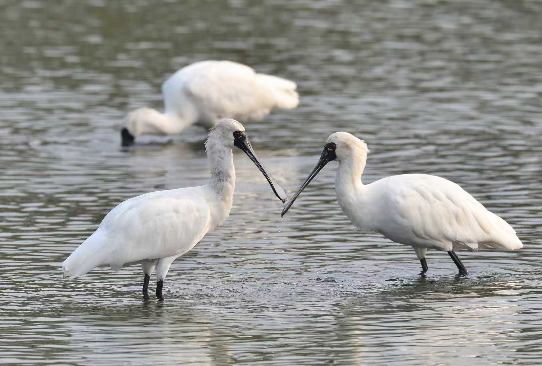 黑脸琵鹭（通讯员供图）