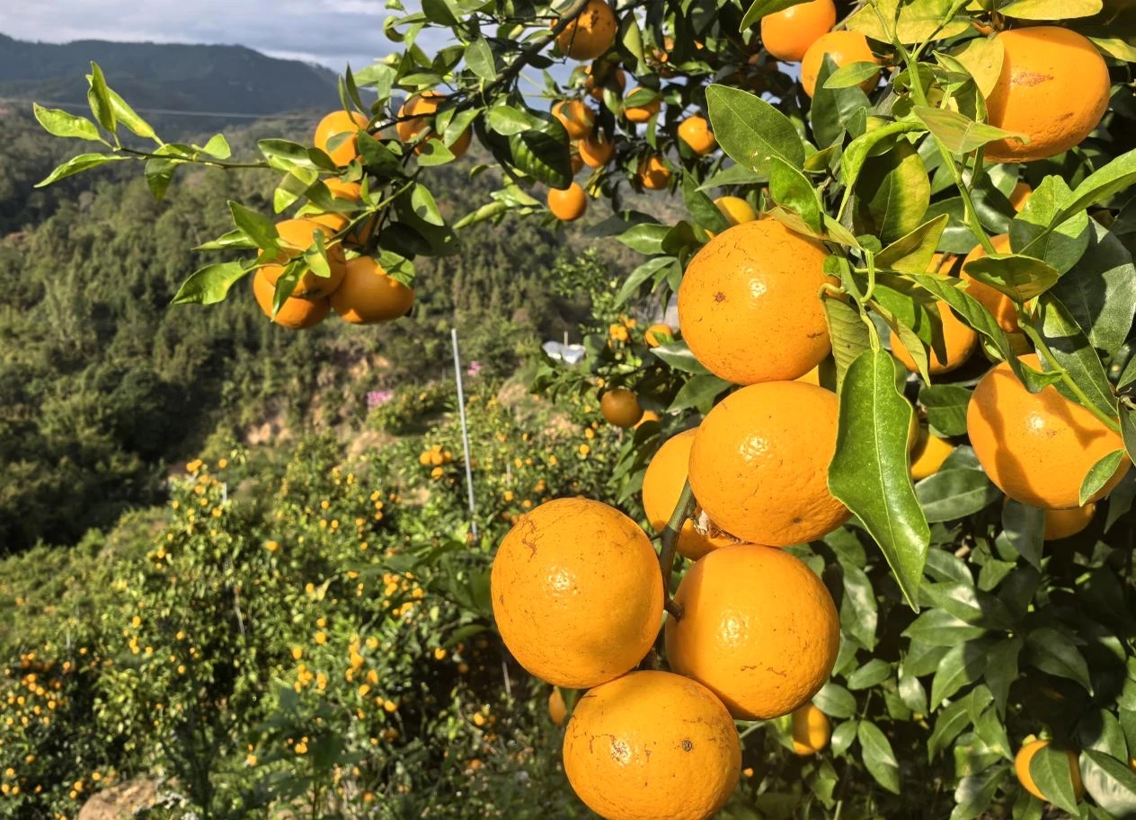 云浮罗定龙湾棠棣村：沃柑迎丰收