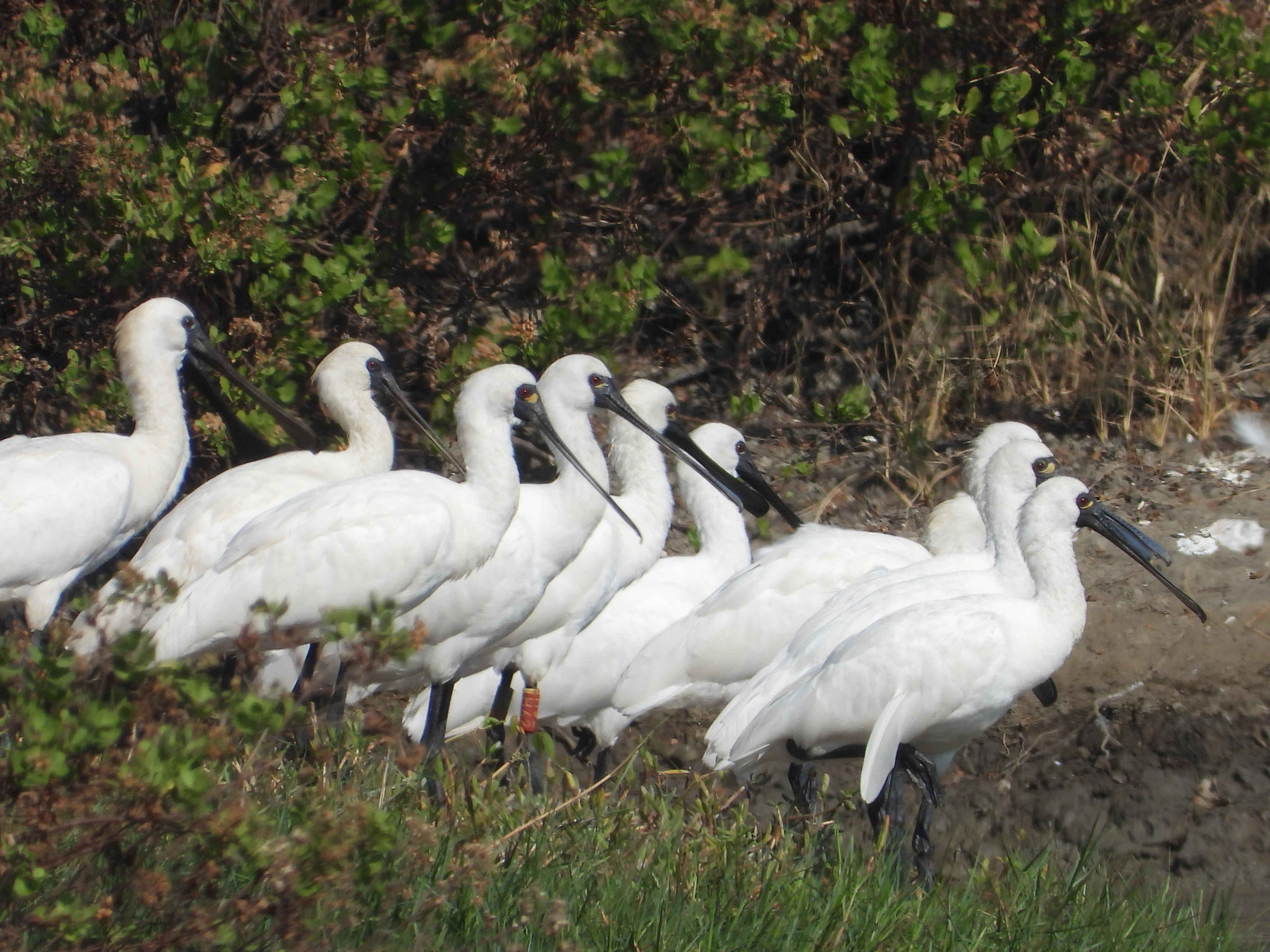 黑脸琵鹭（通讯员供图）