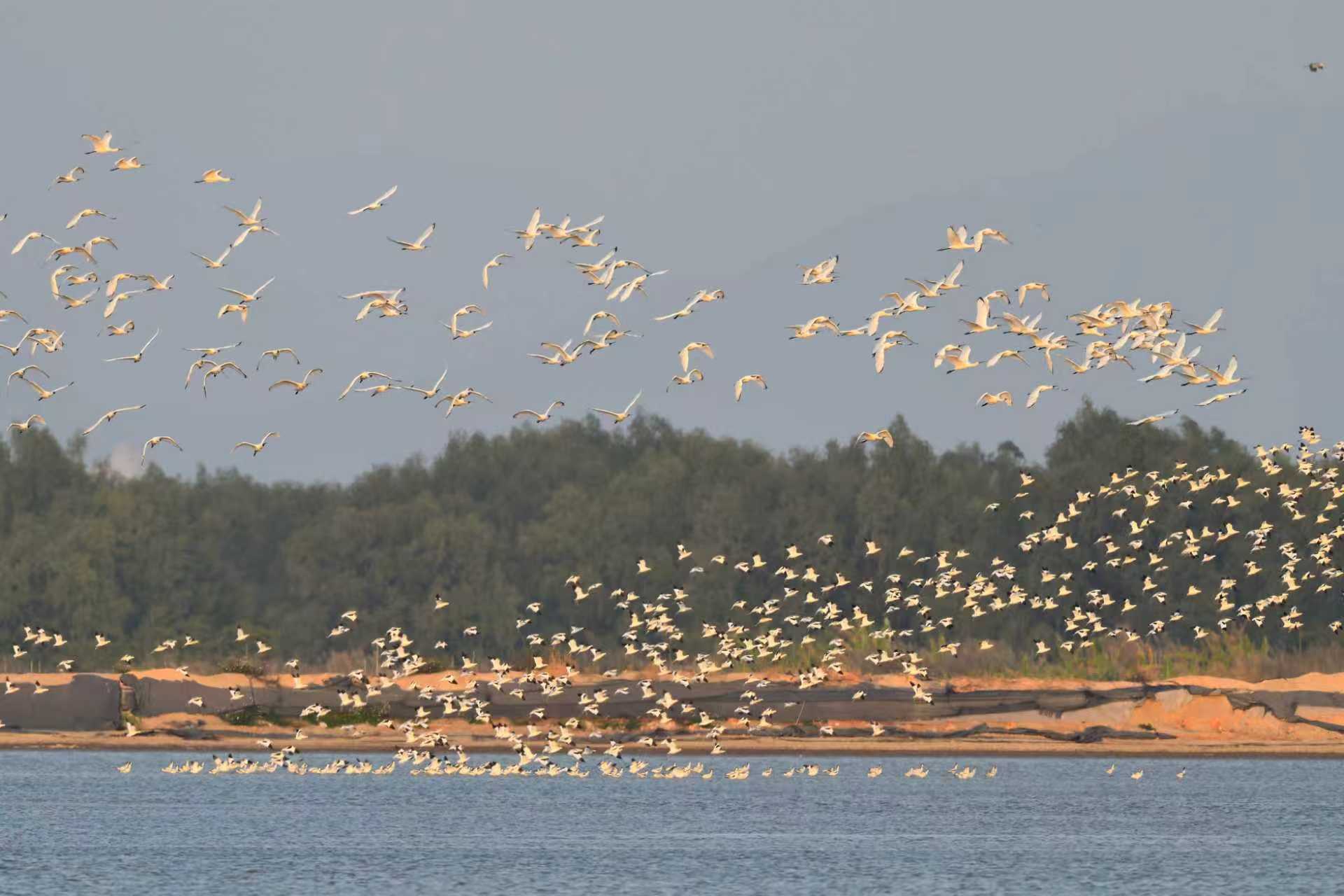 黑脸琵鹭（通讯员供图）