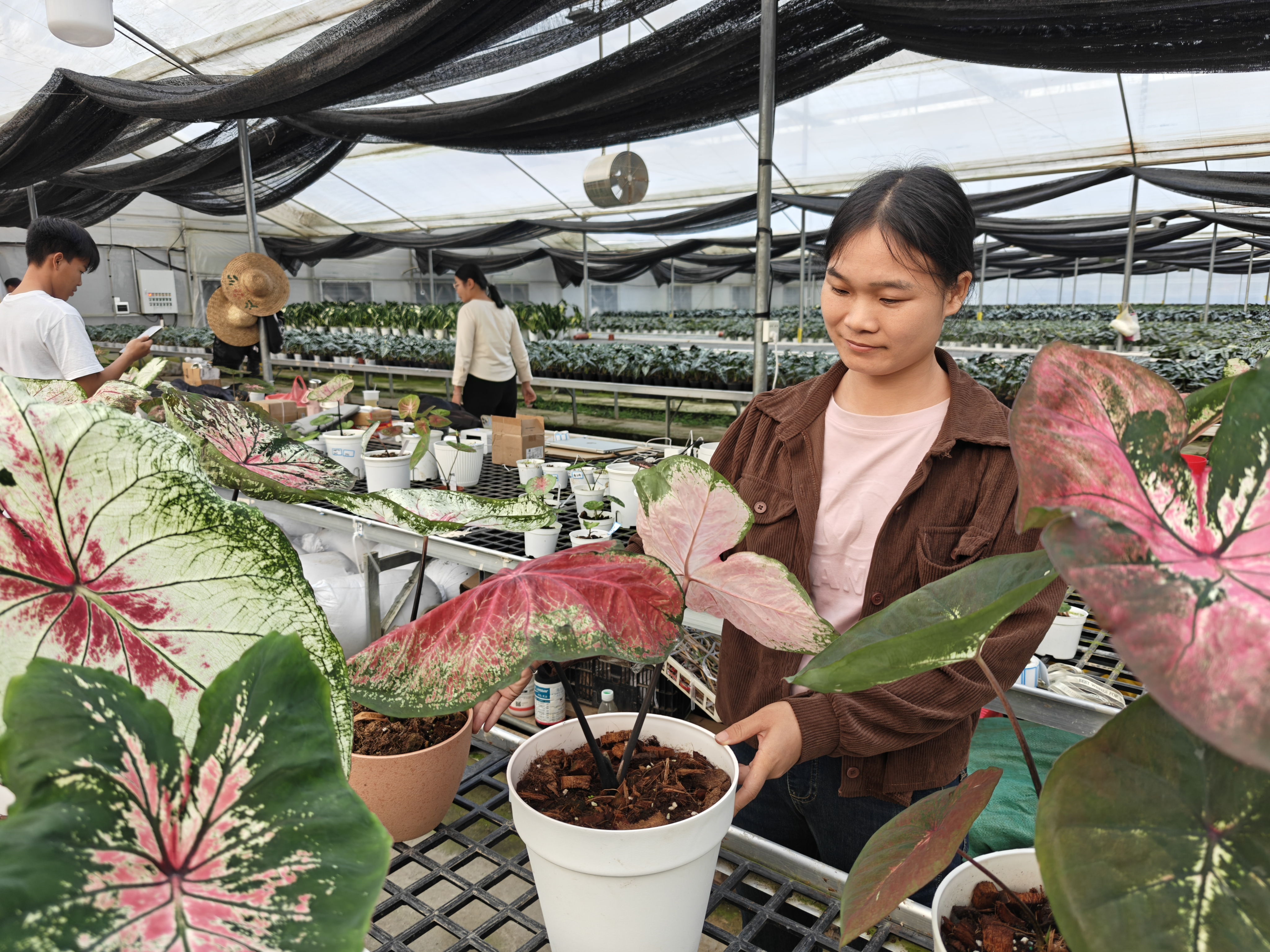 学习贯彻党的二十届四中全会精神·四中全会精神在基层丨云安区高村镇：奋力打造宜居宜业和美乡村