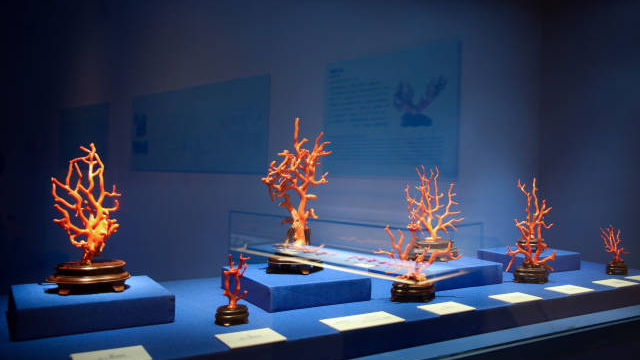 111 precious coral artworks debut at Shenzhen's Nanshan Museum