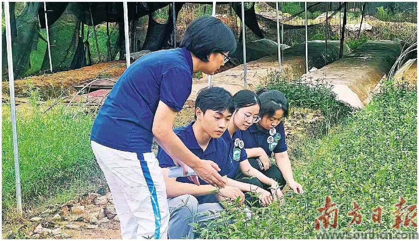 肇庆学院实践队师生在田间检查巴戟天组培苗生长情况。肇庆学院供图