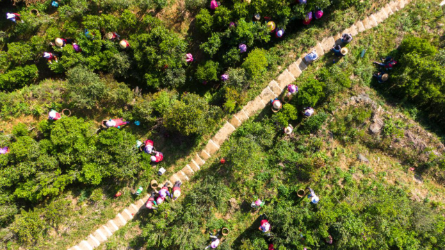 广货行天下，粤茶年流通规模超600亿元