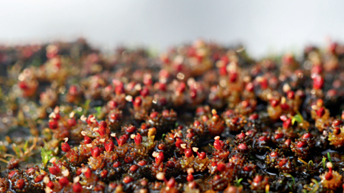 Rare plant seen thriving in Guangzhou, highlighting ecological improvement
