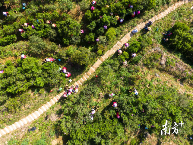 凤凰单丛茶采摘。