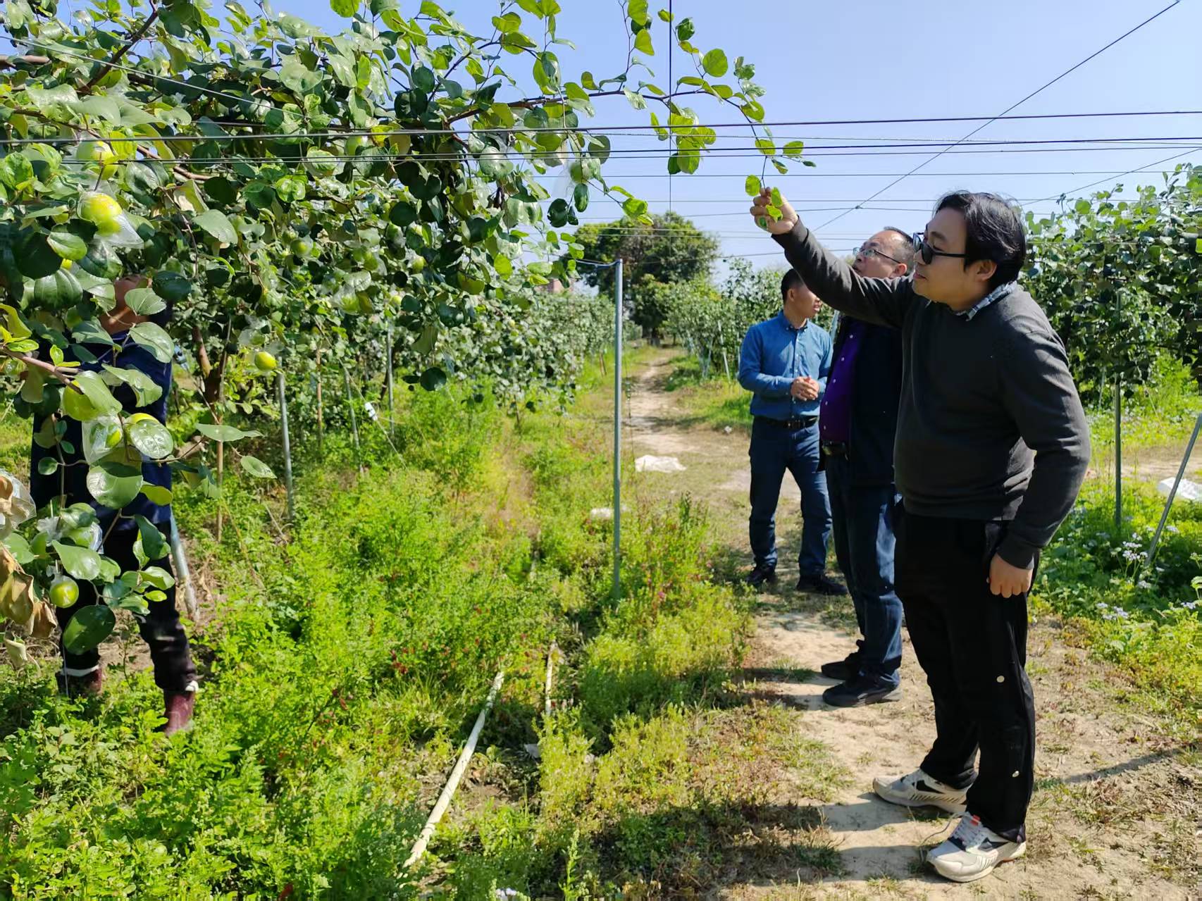 省农科院专家赴云浮罗定罗镜镇开展水稻技术培训