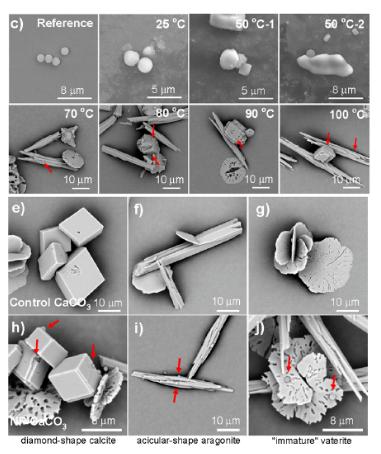 △烧水的过程中微塑料与碳酸钙结合后沉淀。(研究截图)