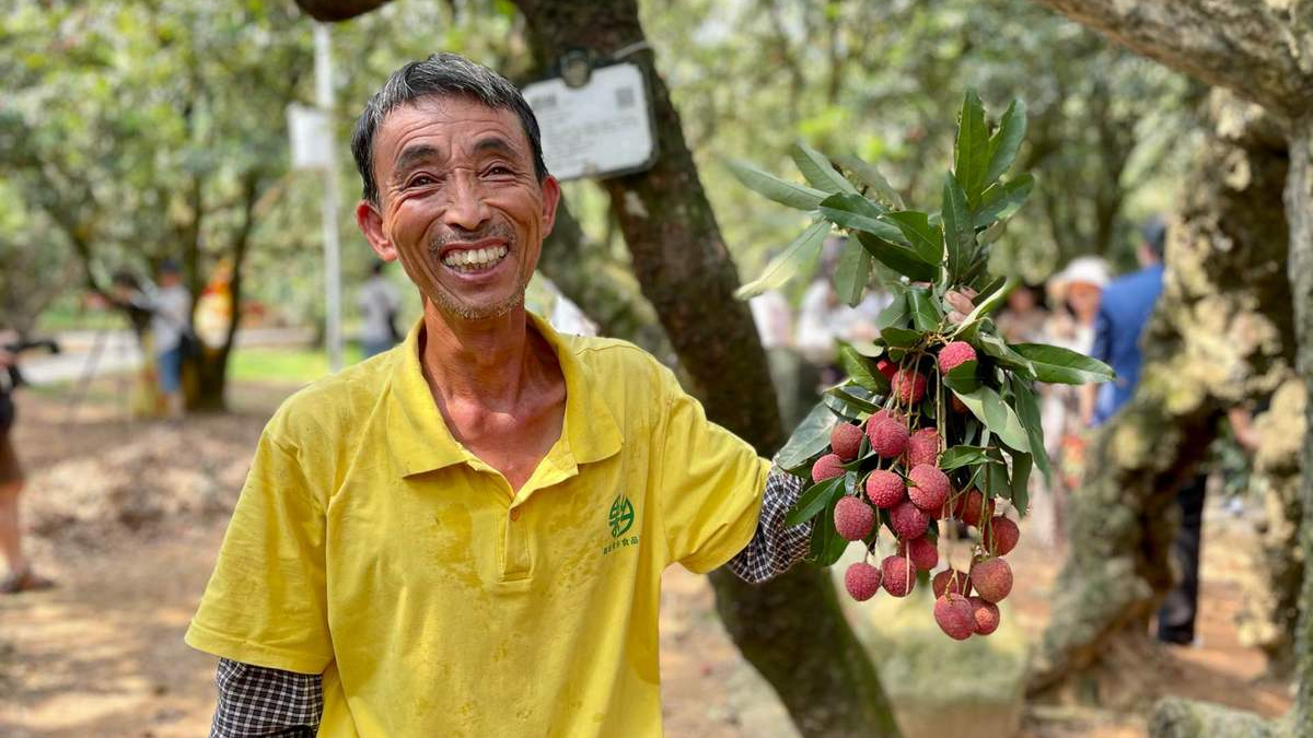 Lychees are everywhere, from ancient trees to modern markets