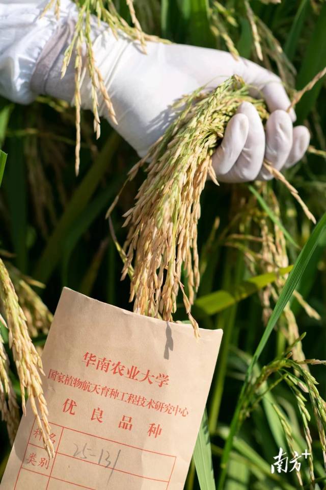 华农试验田内，研究人员对成熟的“旅月太空稻”进行取样，每一株“太空稻”都有自己的专属编号。资料图片