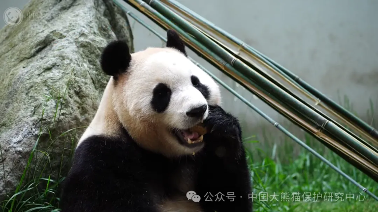 图源“中国大熊猫保护研究中心”微信公众号