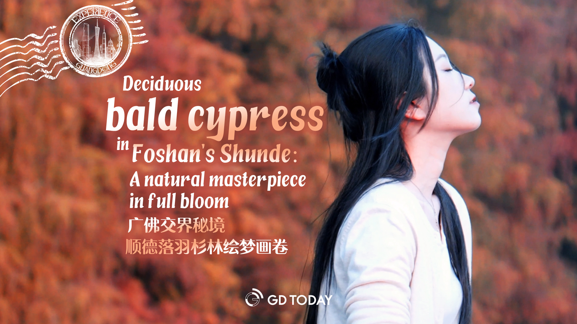 Experience Guangdong | Deciduous bald cypress in Foshan's Shunde: A natural masterpiece in full bloom