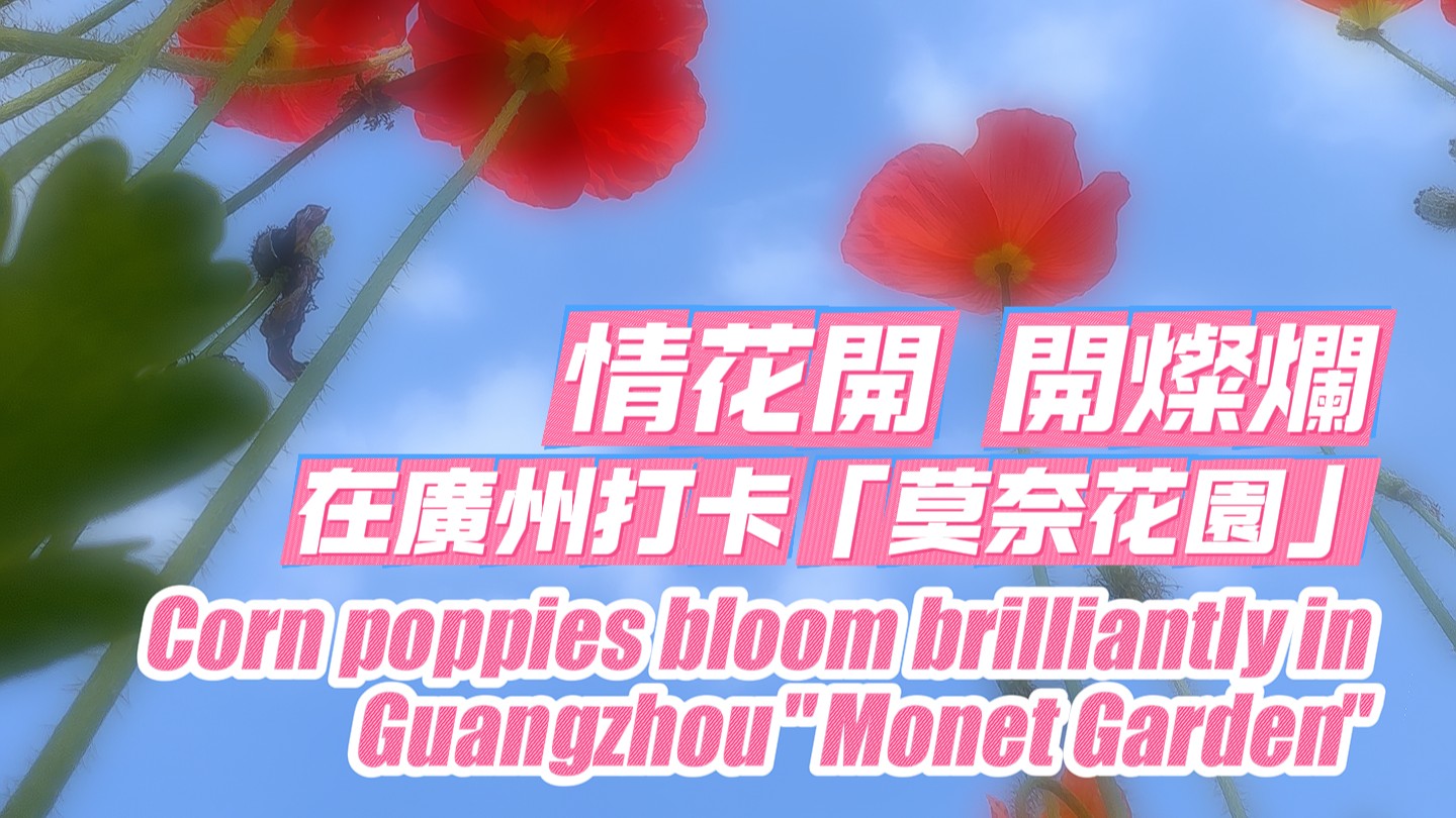 Corn poppies bloom brilliantly in Guangzhou "Monet Garden"